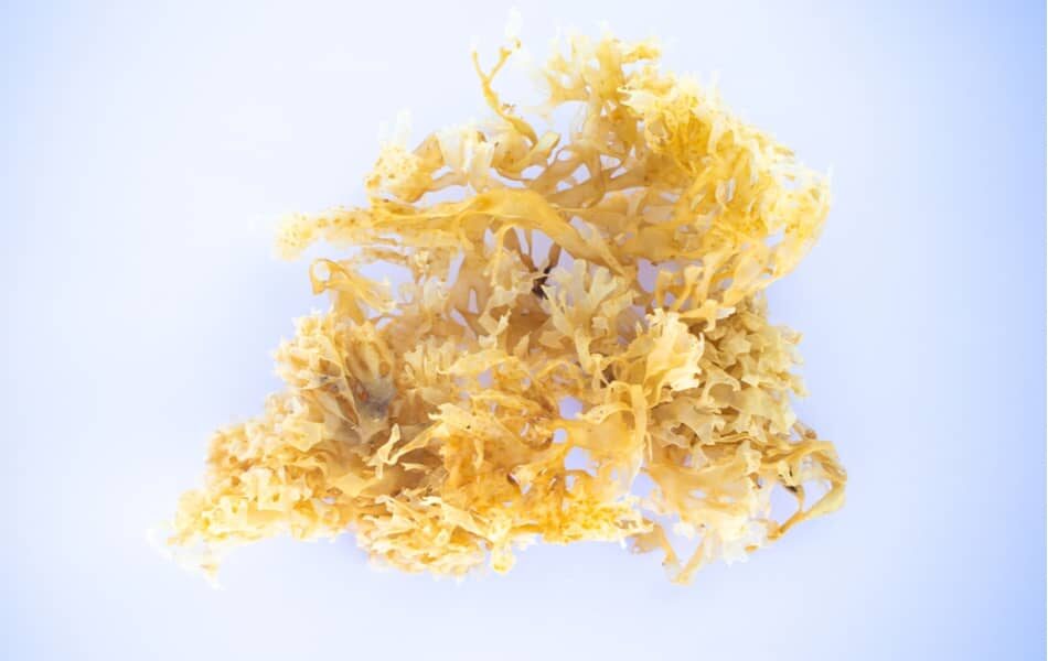 Sea moss for weight loss