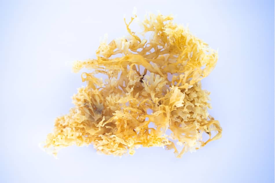 Sea moss for weight loss