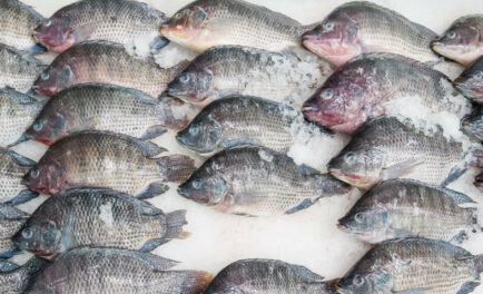 is tilapia good for weight loss