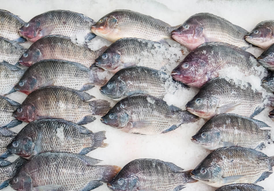 is tilapia good for weight loss